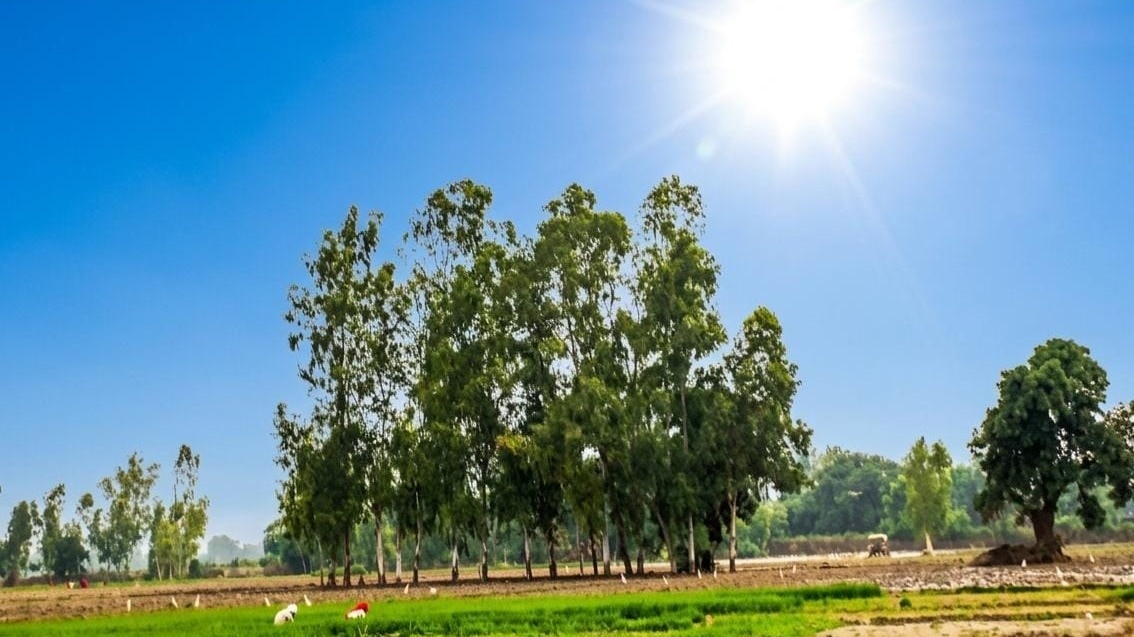 Barabanki Weather News: बादल आते हैं, बरसते नहीं, बाराबंकी में मानसून की सुस्ती से बढ़ी किसानों की चिंता, धान की फसल को बारिश का इंतजार 