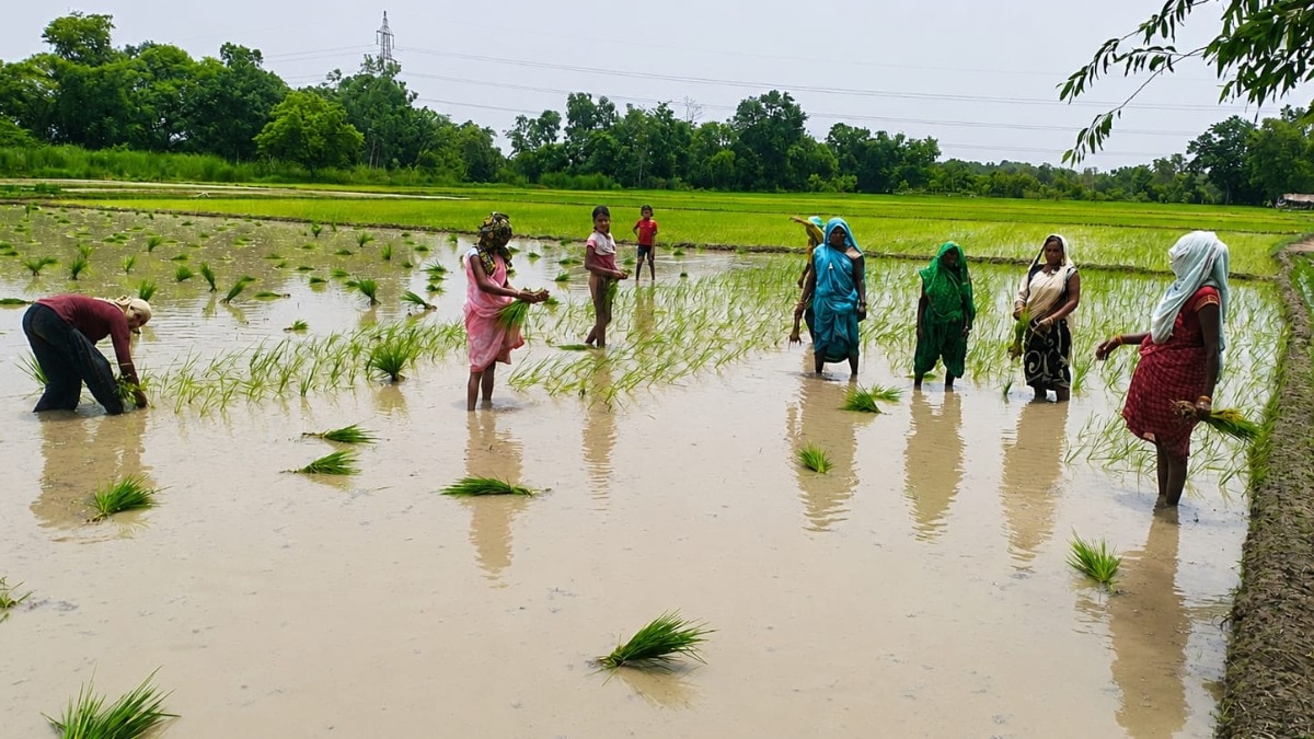 Raebareli Weather News: मानसून की बेरुखी से रायबरेली के किसान बेहाल, धान बचाने को महंगी सिंचाई का सहारा मानसून की बेरुखी से रायबरेली के किसान बेहाल, धान बचाने को महंगी सिंचाई का सहारा