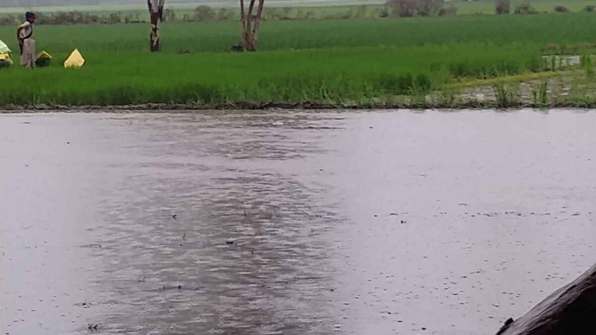 खेतों में पानी, किसानों में उम्मीद, झमाझम बारिश से धान की खेती को बड़ा सहारा, लेकिन गांव की कच्ची सड़कें बनीं आफत