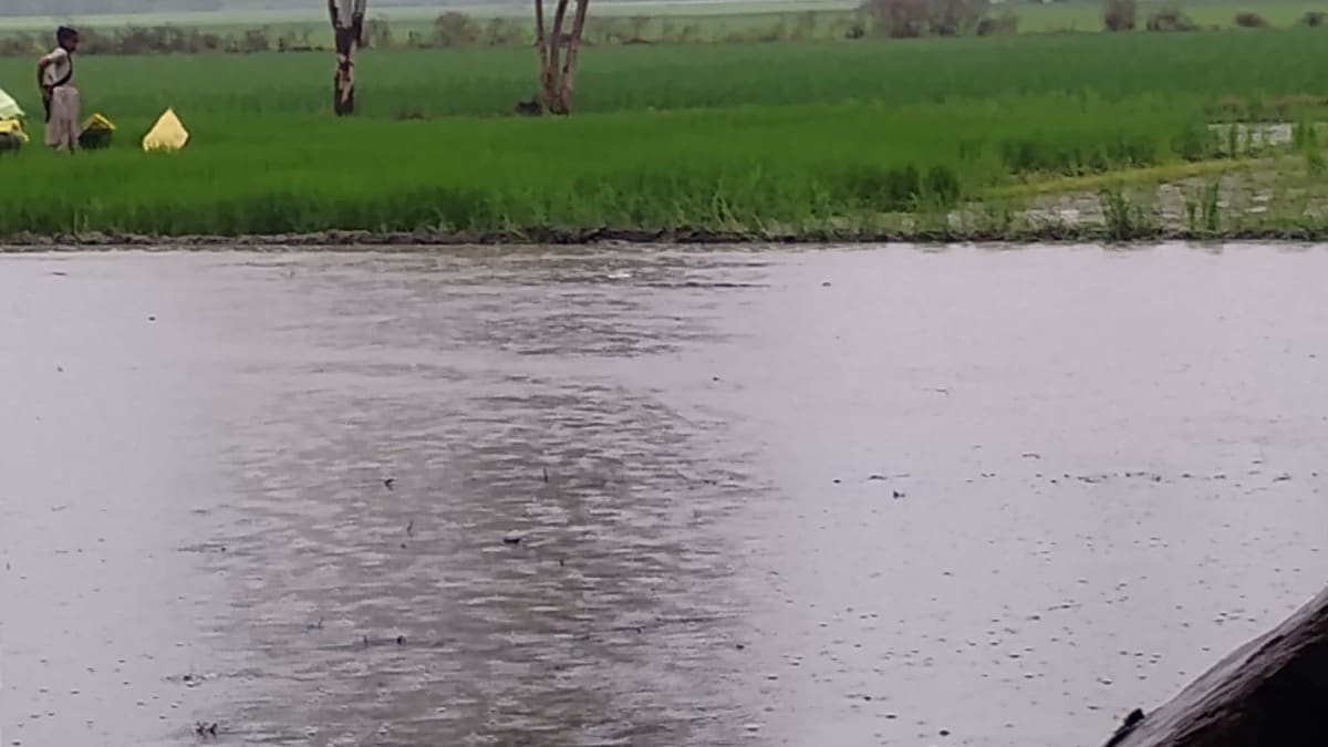 Barabanki News: खेतों में पानी, किसानों में उम्मीद, झमाझम बारिश से धान की खेती को बड़ा सहारा, लेकिन गांव की कच्ची सड़कें बनीं आफत खेतों में पानी, किसानों में उम्मीद, झमाझम बारिश से धान की खेती को बड़ा सहारा, लेकिन गांव की कच्ची सड़कें बनीं आफत