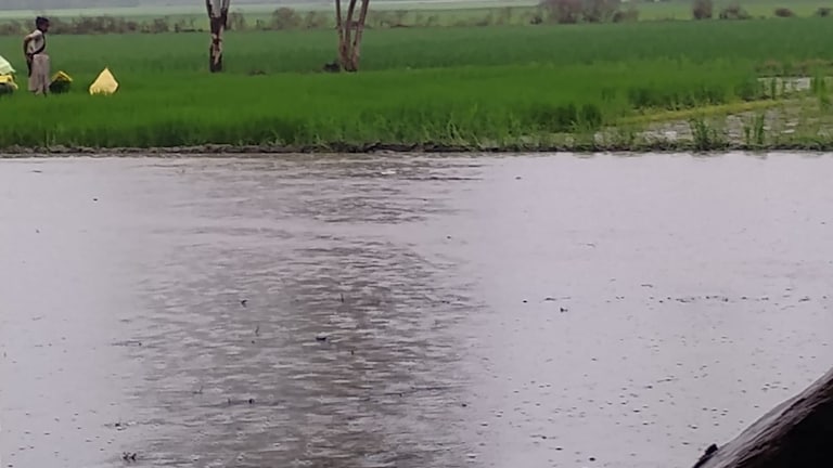 Barabanki News: खेतों में पानी, किसानों में उम्मीद, झमाझम बारिश से धान की खेती को बड़ा सहारा, लेकिन गांव की कच्ची सड़कें बनीं आफत खेतों में पानी, किसानों में उम्मीद, झमाझम बारिश से धान की खेती को बड़ा सहारा, लेकिन गांव की कच्ची सड़कें बनीं आफत