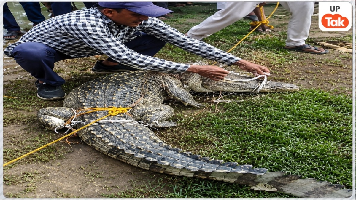 8 foot crocodile trapped in a fishing net