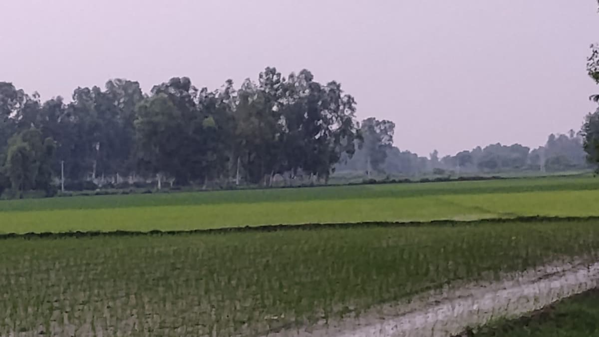 Barabanki Weather Update: बाराबंकी में हल्की बारिश से बदला मौसम का मिजाज, गर्मी-उमस से मिली राहत, खरीफ की फसलों के लिए लाभदायक बाराबंकी में हल्की बारिश से बदला मौसम का मिजाज, गर्मी-उमस से मिली राहत, खरीफ की फसलों के लिए लाभदायक