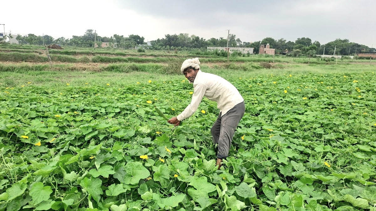  पारंपरिक खेती छोड़ सब्जी उत्पादन की राह पर बढ़े किसान, तोरई की फसल से बढ़ी आमदनी की उम्मीद
