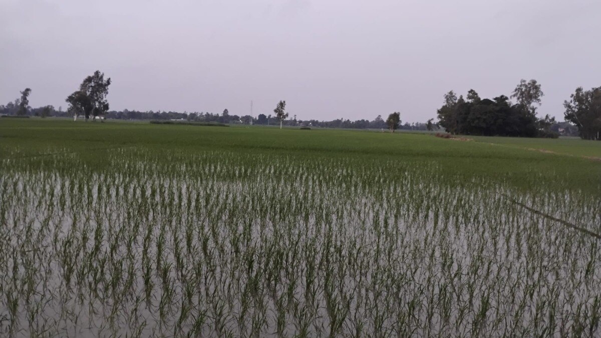  झमाझम बारिश से बदला मौसम, गर्मी से राहत; किसानों के खिले चेहरे