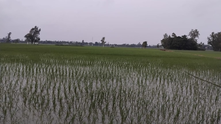 Barabanki Weather News: झमाझम बारिश से बदला मौसम, गर्मी से राहत; किसानों के खिले चेहरे झमाझम बारिश से बदला मौसम, गर्मी से राहत; किसानों के खिले चेहरे