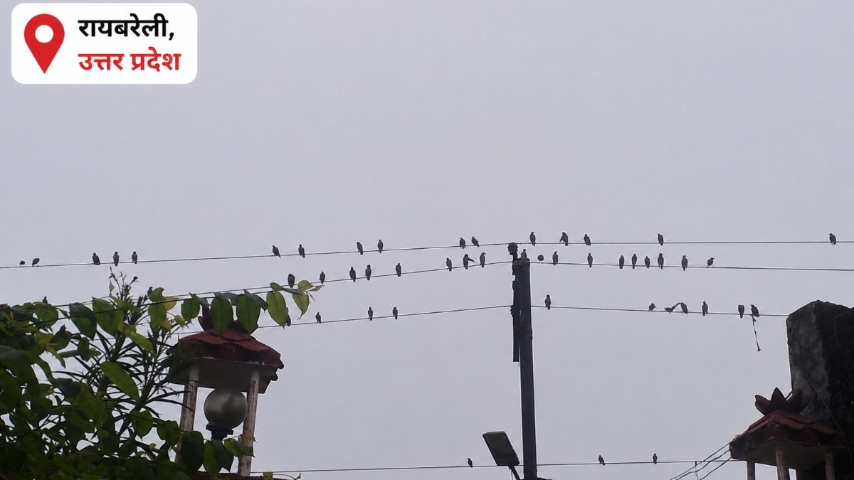 Raebareli Monsoon Weather: रायबरेली में आसमान में उमड़ रहे मेघ, लेकिन बिन बरसे ही हो रहे ओझल,किसान कर रहे बारिश का इंतजार रायबरेली में आसमान में उमड़ रहे मेघ, लेकिन बिन बरसे ही हो रहे ओझल,किसान कर रहे बारिश का इंतजार