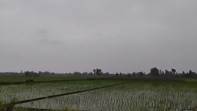 Barabanki Weather 27 July 2026: तेज धूप के बाद बरसे बदरा, मौसम हुआ खुशनुमा, किसानों को मिली राहत तेज धूप के बाद बरसे बदरा, मौसम हुआ खुशनुमा, किसानों को मिली राहत