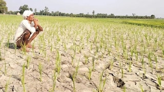 Raebareli Weather Update: रायबरेली में बारिश और बिजली की बेरुखी से धान की फसल पर मंडराया संकट, खेतों में पड़ी दरारें रायबरेली में बारिश और बिजली की बेरुखी से धान की फसल पर मंडराया संकट, खेतों में पड़ी दरारें