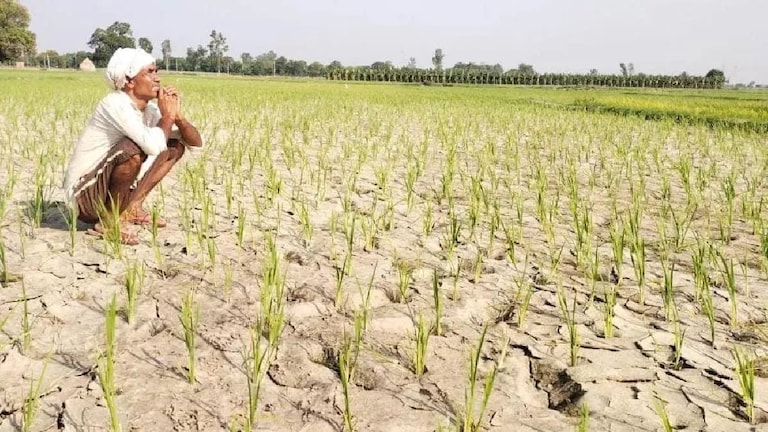Raebareli Weather Update: रायबरेली में बारिश और बिजली की बेरुखी से धान की फसल पर मंडराया संकट, खेतों में पड़ी दरारें रायबरेली में बारिश और बिजली की बेरुखी से धान की फसल पर मंडराया संकट, खेतों में पड़ी दरारें