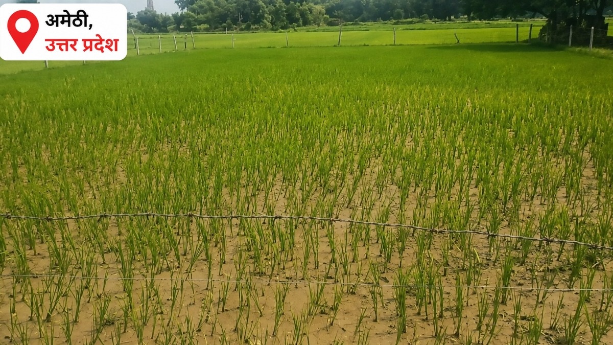Amethi Weather Update: पानी नहीं तो फसल कैसे बचेगी, 59% कम बारिश से अमेठी के किसान का कलेजा सूखा, खेतो में पड़ने लगी दरारें