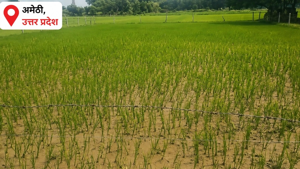 Amethi Weather Update: पानी नहीं तो फसल कैसे बचेगी, 59% कम बारिश से अमेठी के किसान का कलेजा सूखा, खेतो में पड़ने लगी दरारें पानी नहीं तो फसल कैसे बचेगी, 59% कम बारिश से अमेठी के किसान का कलेजा सूखा, खेतो में पड़ने लगी दरारें