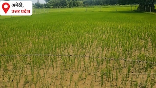 Amethi Weather Update: पानी नहीं तो फसल कैसे बचेगी, 59% कम बारिश से अमेठी के किसान का कलेजा सूखा, खेतो में पड़ने लगी दरारें पानी नहीं तो फसल कैसे बचेगी, 59% कम बारिश से अमेठी के किसान का कलेजा सूखा, खेतो में पड़ने लगी दरारें
