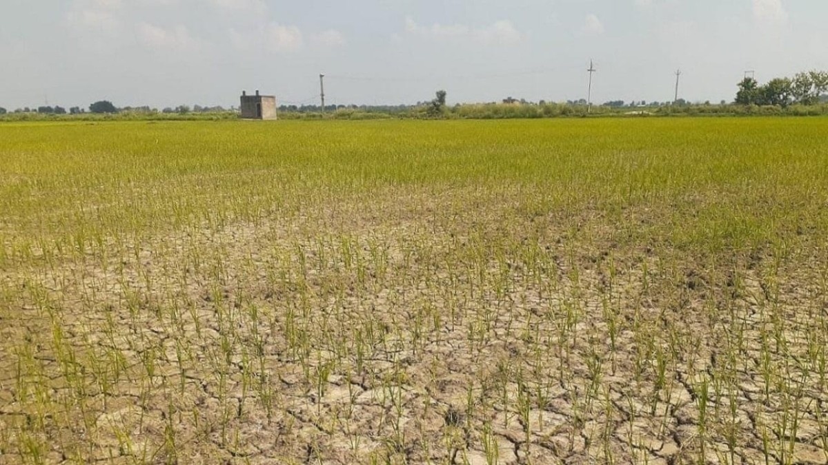 सूखे की मार, रायबरेली में छका रहा मानसून, खेतों में पड़ीं दरारें, टकटकी लगाए बैठे किसान
