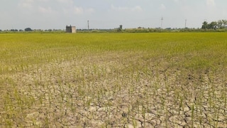 Raebareli Weather Today: सूखे की मार, रायबरेली में छका रहा मानसून, खेतों में पड़ीं दरारें, टकटकी लगाए बैठे किसान सूखे की मार, रायबरेली में छका रहा मानसून, खेतों में पड़ीं दरारें, टकटकी लगाए बैठे किसान