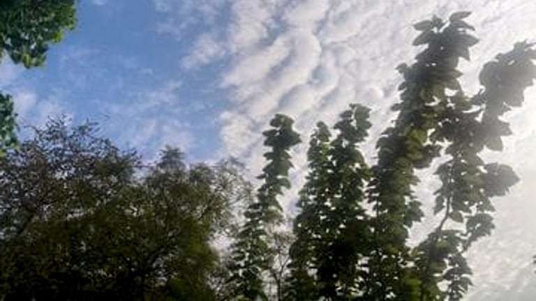 Mathura Weather Update: मथुरा में मानसून रहेगा सक्रिय, आज हल्की से मध्यम बारिश के आसार मथुरा में मानसून रहेगा सक्रिय, आज हल्की से मध्यम बारिश के आसार