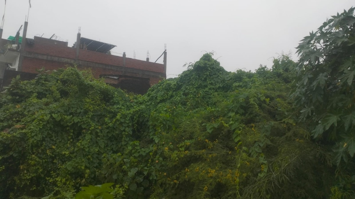 Raebareli  Weather Update: रायबरेली में झमाझम बारिश से राहत, खेतों में लौटी हरियाली तो चेहरे पर मुस्कान, डीएम ने कक्षा 8 तक के स्कूल किए बंद