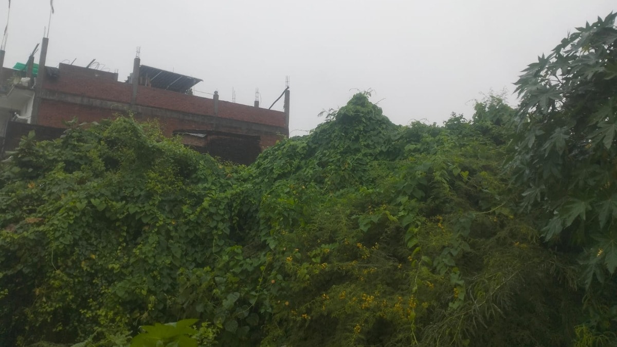 Raebareli Weather Update: रायबरेली में झमाझम बारिश से राहत, खेतों में लौटी हरियाली तो चेहरे पर मुस्कान, डीएम ने कक्षा 8 तक के स्कूल किए बंद रायबरेली में झमाझम बारिश से राहत, खेतों में लौटी हरियाली तो चेहरे पर मुस्कान, डीएम ने कक्षा 8 तक के स्कूल किए बंद