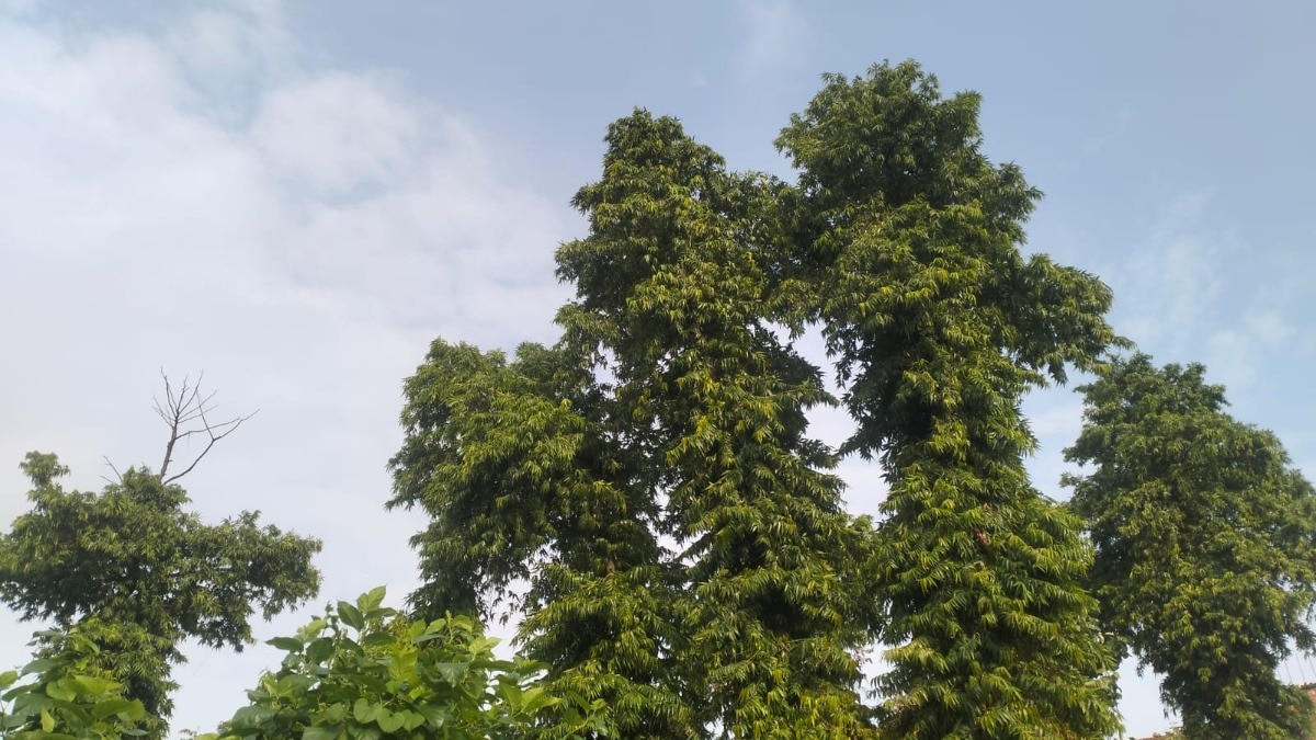 Raebareli Weather News: उमस ने छुड़ाए पसीने, मंगलवार की बारिश के बाद बुधवार को खिली तेज धूप, कमजोर पड़ा मानसून