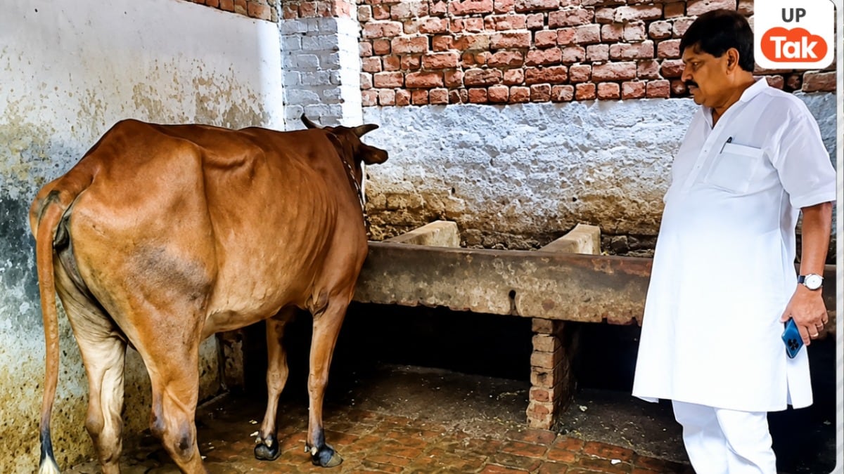 सपा नेता कैश खान पर पालतू कुत्तों से गाय को कटवाने का आरोप, सीसीटीवी फुटेज के बाद FIR दर्ज SP leader Kaish Khan