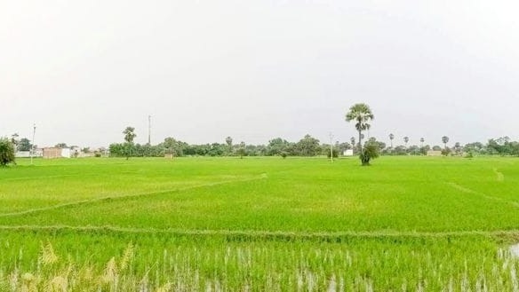 रायबरेली में झमाझम बारिश से मौसम हुआ सुहाना, सूखती धान की फसल को मिली नई संजीवनी