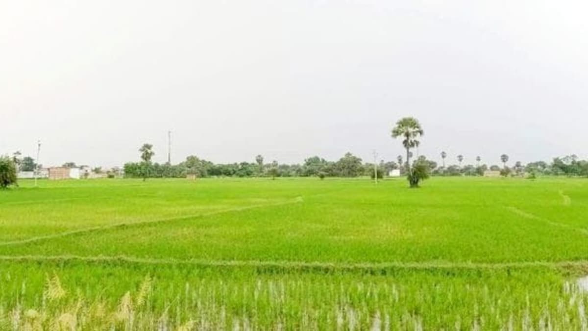 Raebareli Weather Update: रायबरेली में झमाझम बारिश से मौसम हुआ सुहाना, सूखती धान की फसल को मिली नई संजीवनी रायबरेली में झमाझम बारिश से मौसम हुआ सुहाना, सूखती धान की फसल को मिली नई संजीवनी