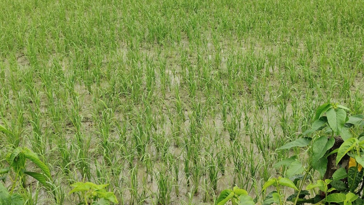 Barabanki News: बाराबंकी में झमाझम बारिश से किसानों के खिले चेहरे, धान की फसल को मिलेगा बड़ा फायदा