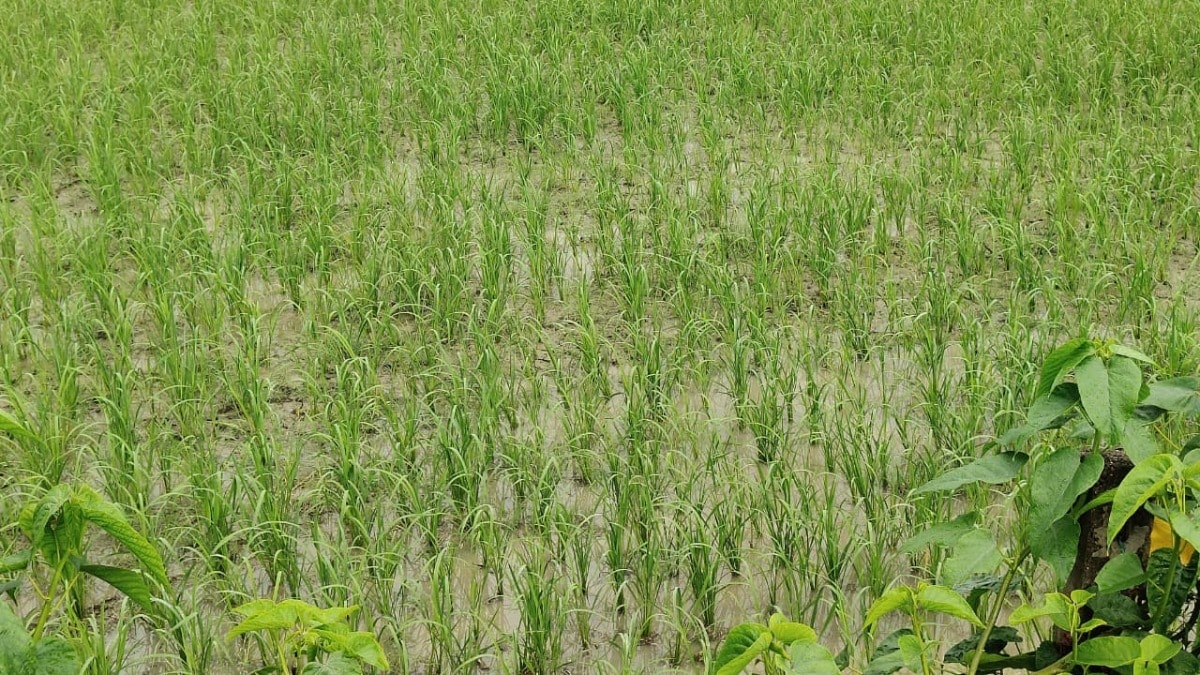 Barabanki News: बाराबंकी में झमाझम बारिश से किसानों के खिले चेहरे, धान की फसल को मिलेगा बड़ा फायदा बाराबंकी में झमाझम बारिश से किसानों के खिले चेहरे, धान की फसल को मिलेगा बड़ा फायदा