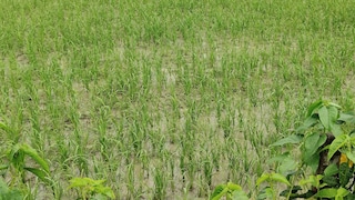 Barabanki News: बाराबंकी में झमाझम बारिश से किसानों के खिले चेहरे, धान की फसल को मिलेगा बड़ा फायदा बाराबंकी में झमाझम बारिश से किसानों के खिले चेहरे, धान की फसल को मिलेगा बड़ा फायदा