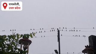 Raebareli Weather Update: उमस से मिली राहत, धान की फसल खिली, आज भी मूसलाधार बारिश के आसार उमस से मिली राहत, धान की फसल खिली, आज भी मूसलाधार बारिश के आसार