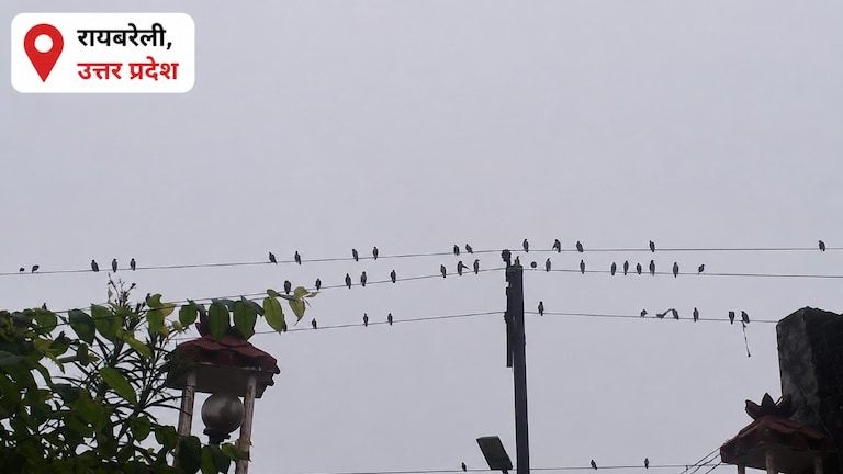 Raebareli Weather Update: उमस से मिली राहत, धान की फसल खिली, आज भी मूसलाधार बारिश के आसार उमस से मिली राहत, धान की फसल खिली, आज भी मूसलाधार बारिश के आसार