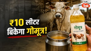 दूध के बाद अब 10 रुपये/लीटर बिक रहा गोमूत्र, यूपी के 15 गांवों में शुरू हुई नई योजना UP Tak