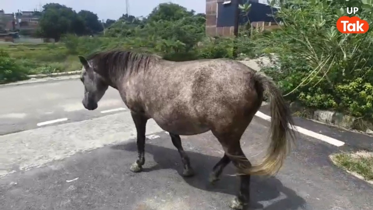 कानपुर में एक घोड़े ने सड़क पर आधा दर्जन लोगों को काटा, गुस्साए लोगों ने उसे भी नहीं छोड़ा!