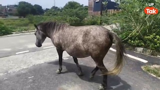 कानपुर में एक घोड़े ने सड़क पर आधा दर्जन लोगों को काटा, गुस्साए लोगों ने उसे भी नहीं छोड़ा! Kanpur Horse Attack News