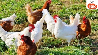 मुर्गी पालन के लिए यूपी सरकार दे रही 70 लाख तक का लोन, 7% ब्याज सब्सिडी और फ्री बिजली की सुविधा...यहां जानें डिटेल्स UP Tak