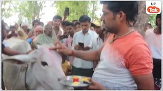 श्रावस्ती में 7 दिनों तक खेत में गोल-गोल घूमती रही गाय, ग्रामीणों ने माना चमत्कार... जांच में सामने आई वजह UP Tak