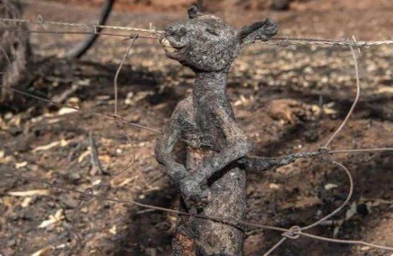 koala_010420093928.jpg koala_010420093928.jpg