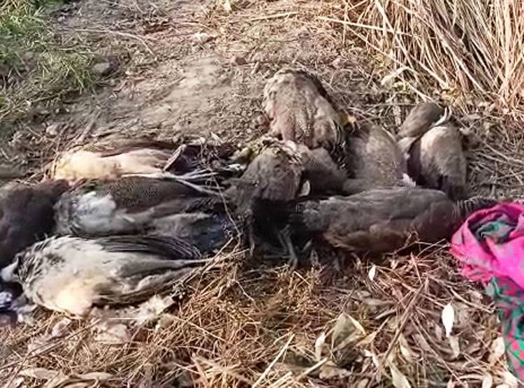 peacock-dead-bodies_011120050538.jpg peacock-dead-bodies_011120050538.jpg