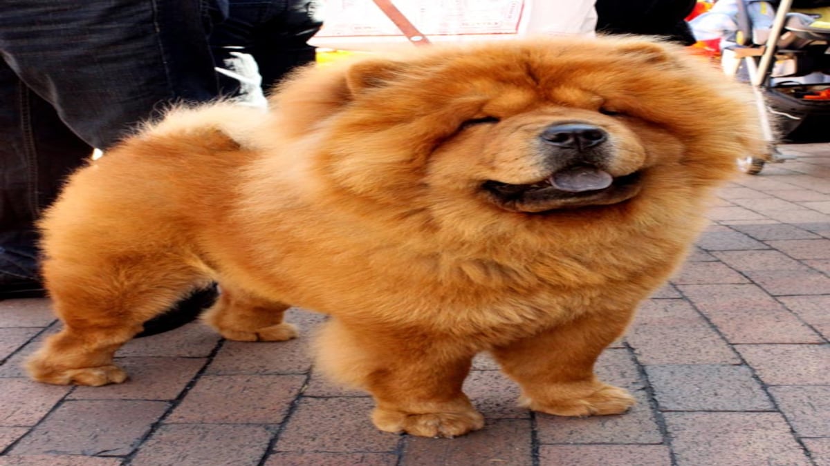 Top 10 Most Expensive Dog Breeds In The World Photos 1