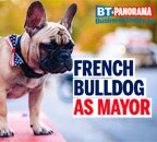 Wilbur ,the French Bulldog, becomes Mayor in 2020 'Pawlitical' Elections