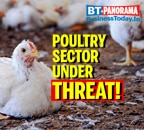 Bird flu impacts poultry sector, sales down