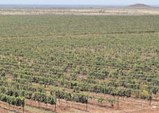 A view of the vineyards