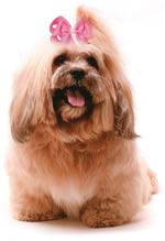 A Shih Tzu