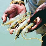 Counting begins: White Prawn is the new hope