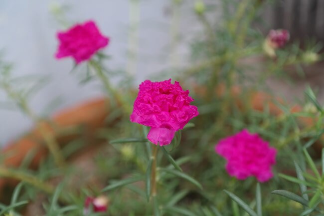 With the right light detail is not a problem.JPGWith the right light detail is not a problem