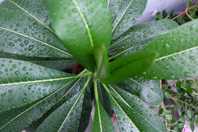 The X-M1 can produce stunning details.JPGThe X-M1 can produce stunning details