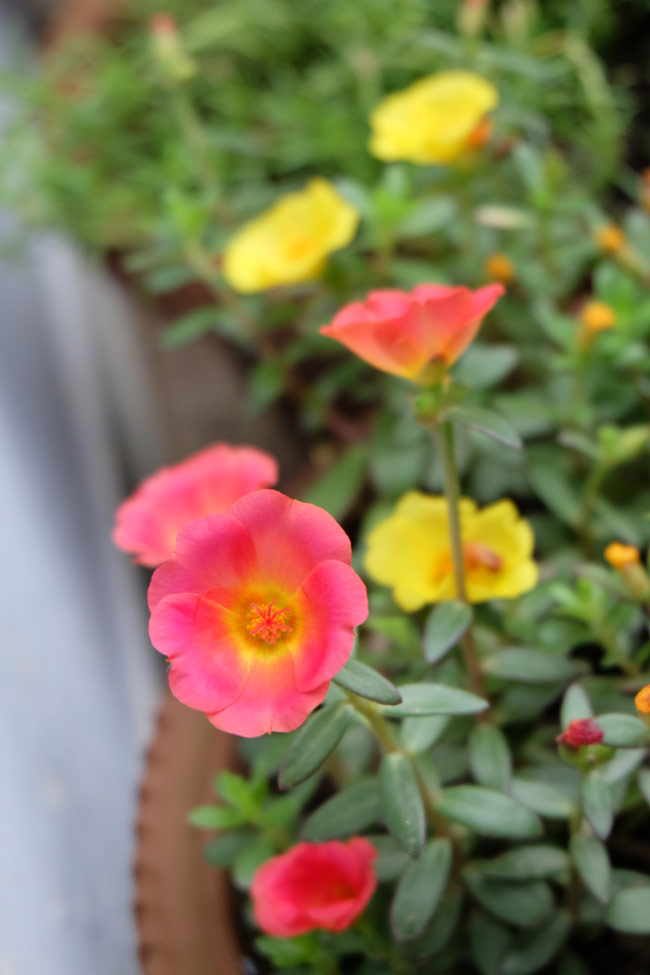 The X-M1 suits all types of photography