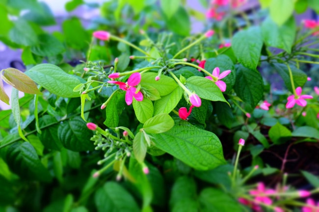 There are lot of tweaks like defocus