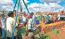 In mandis we trust: A sackload of drum sticks being weighed on a tripod-mounted scale. Over 1,000 tonne of vegetables is traded in the market everyday In mandis we trust: A sackload of drum sticks being weighed on a tripod-mounted scale. Over 1,000 tonne of vegetables is traded in the market everyday
