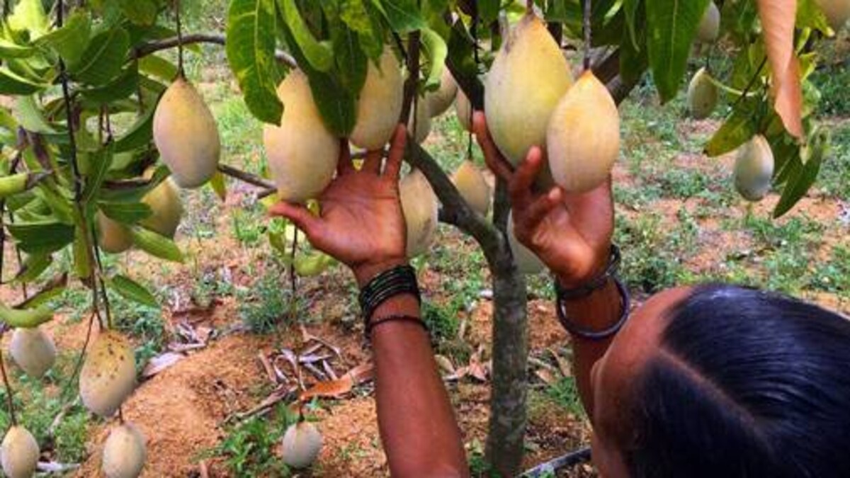 Modern Day Mango Plantations Short And Sweet Business News
